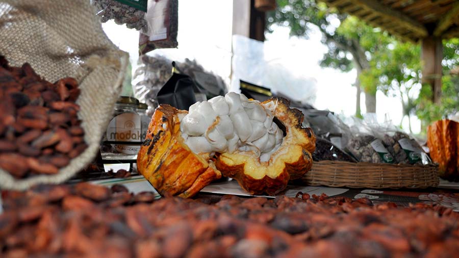 Ilhéus discute em Salvador implantação da “Estrada do Cacau e do Chocolate”